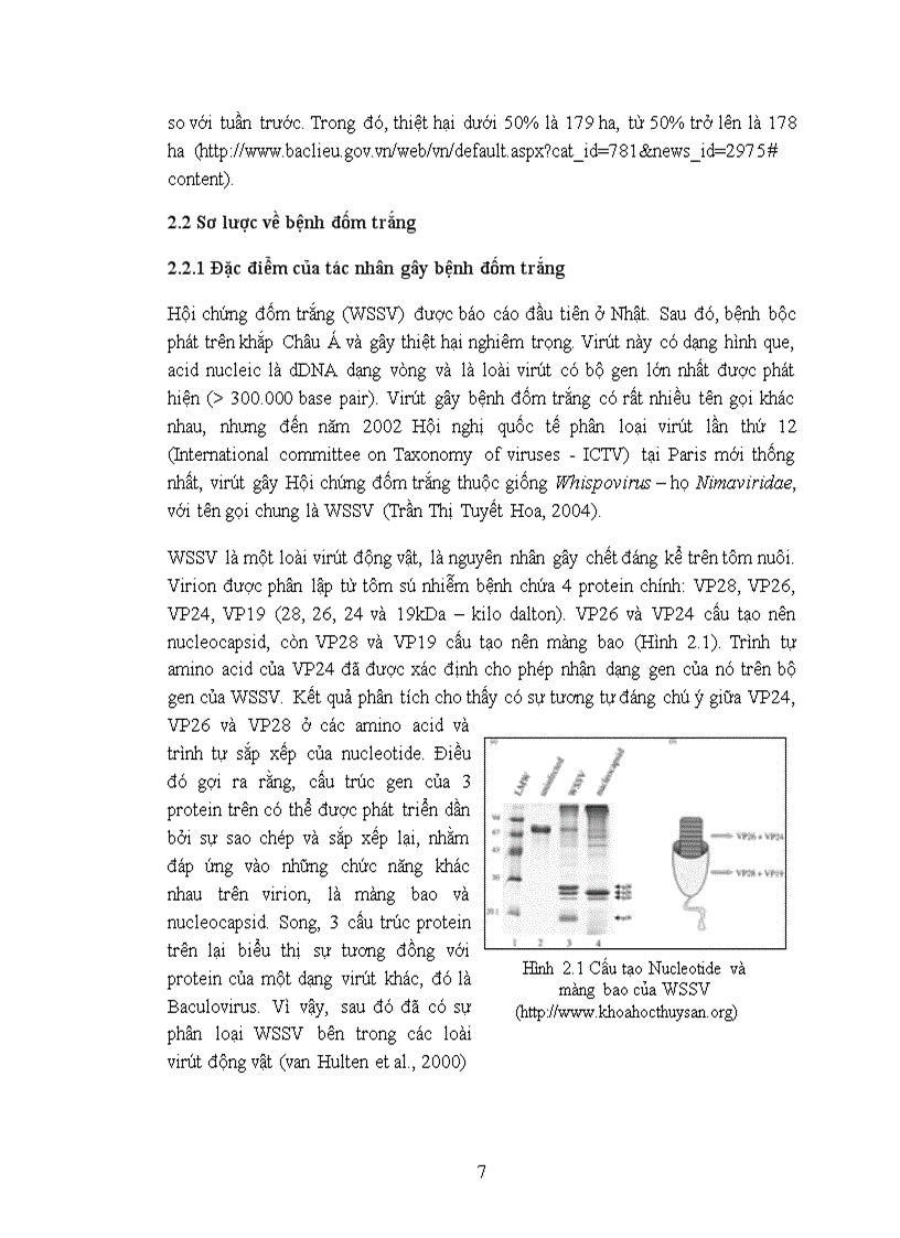 image for page Tìm hiểu sự biến đổi của vùng lặp lại thuộc ORF94 và ORF125 của virút gây bệnh đốm trắng WSSV trên tôm tại Bạc Liêu