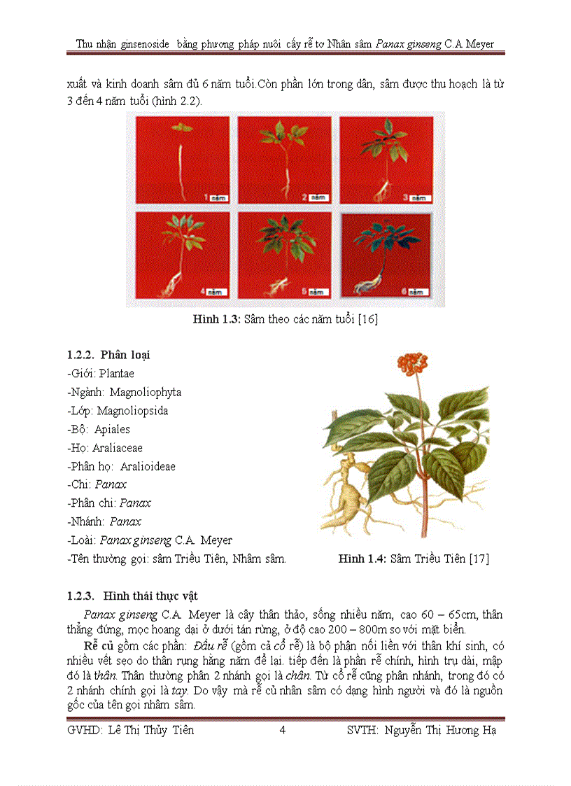 image for page Thu nhận ginsenoside bằng phương pháp nuôi cấy rễ tơ Nhân sâm Panax ginseng C A Meyer