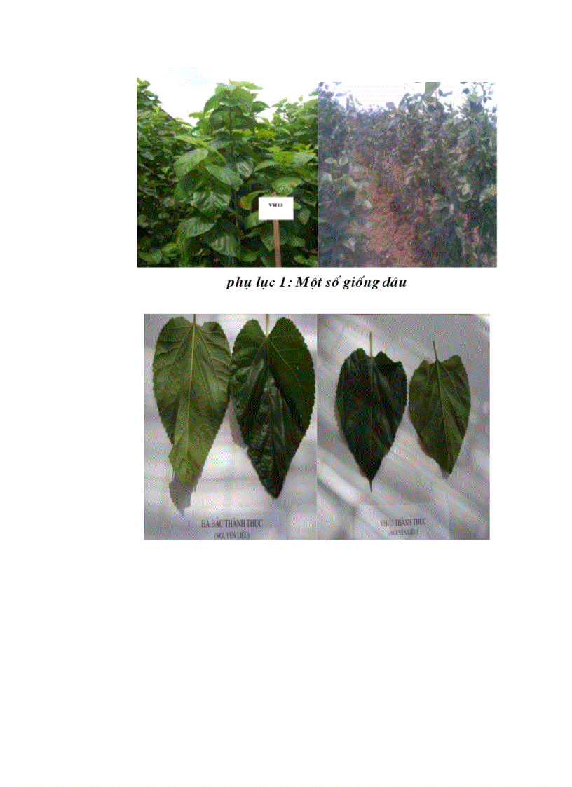 image for page Nghiên cứu chế biến trà túi lọc từ lá dâu tằm cho người bệnh tiểu đường