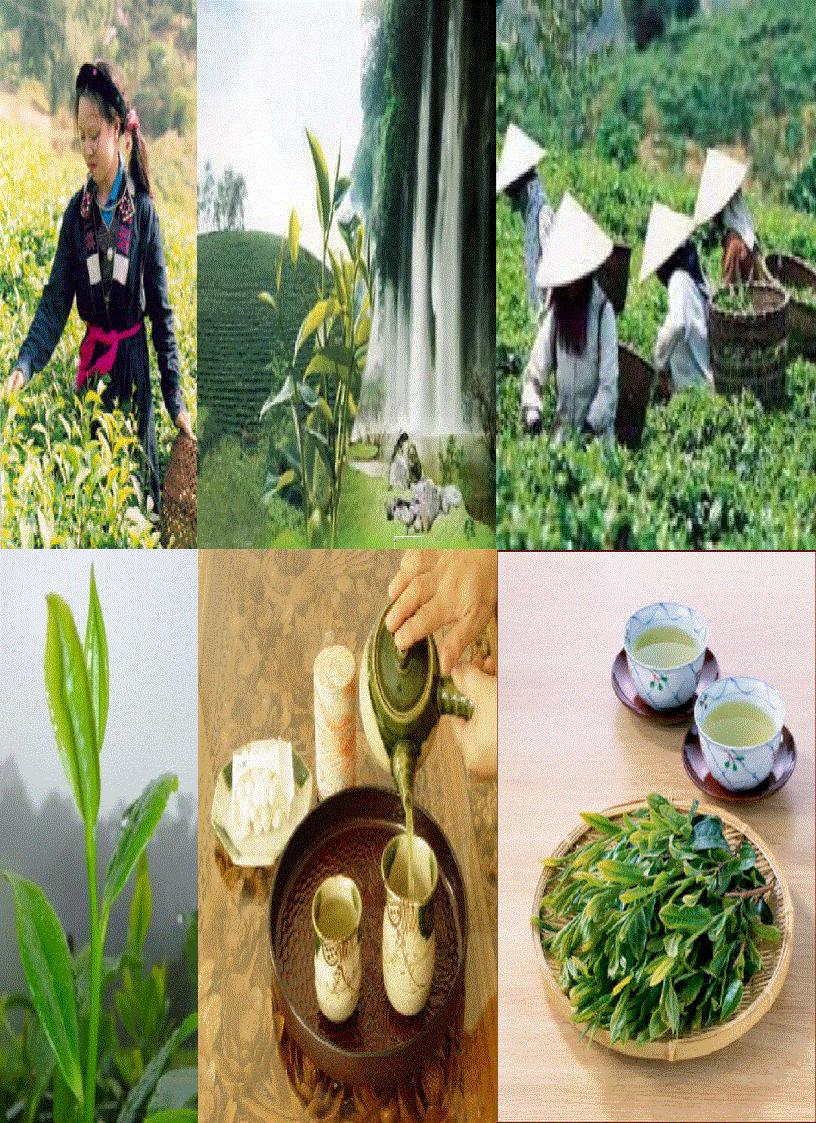 image for page Ứng dụng phương pháp 5 Whys và ma trận SWOT trong Phân tích Chè Xuất Khẩu của Việt Nam