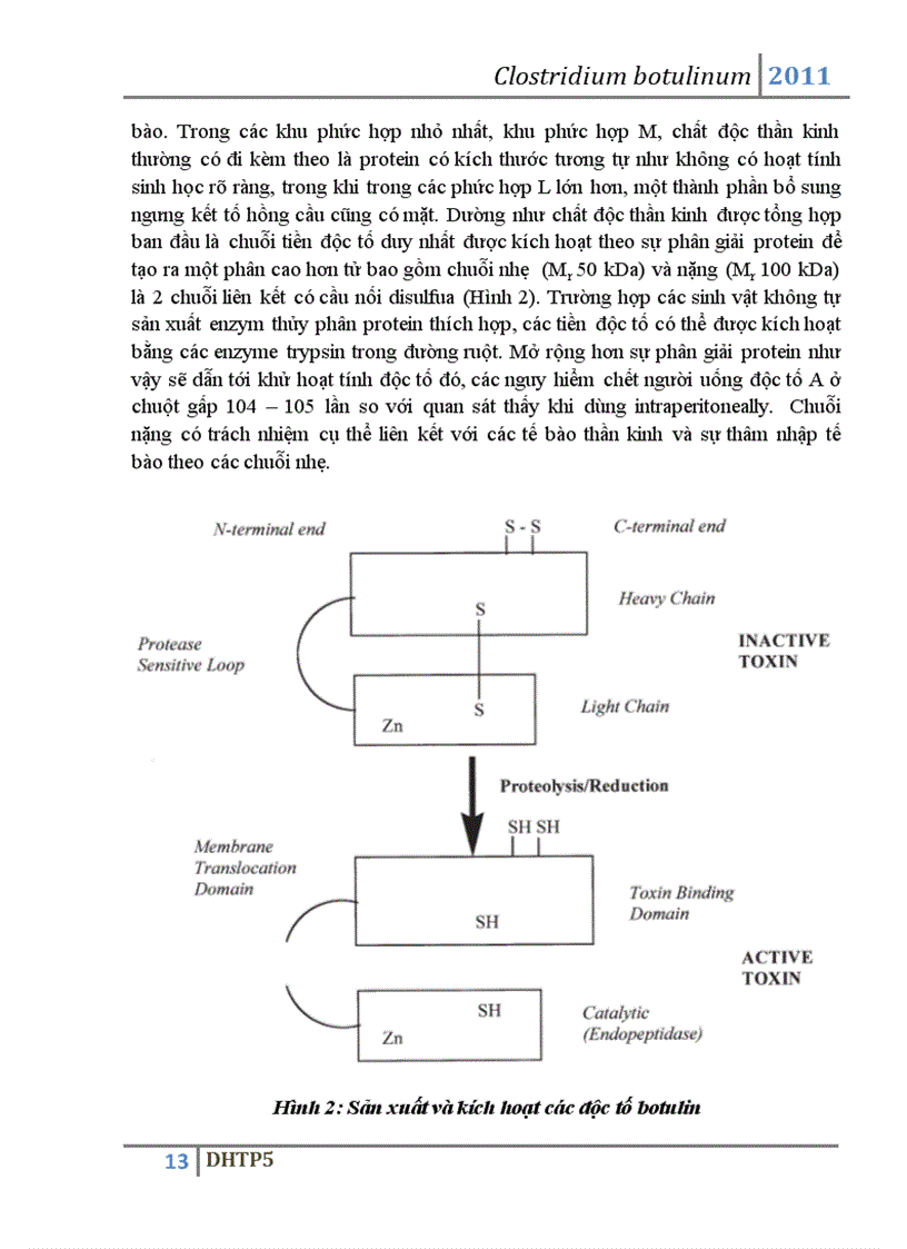 image for page Vi khuẩn Clostridium botulinum và độc tố botulin của vi khuẩn này
