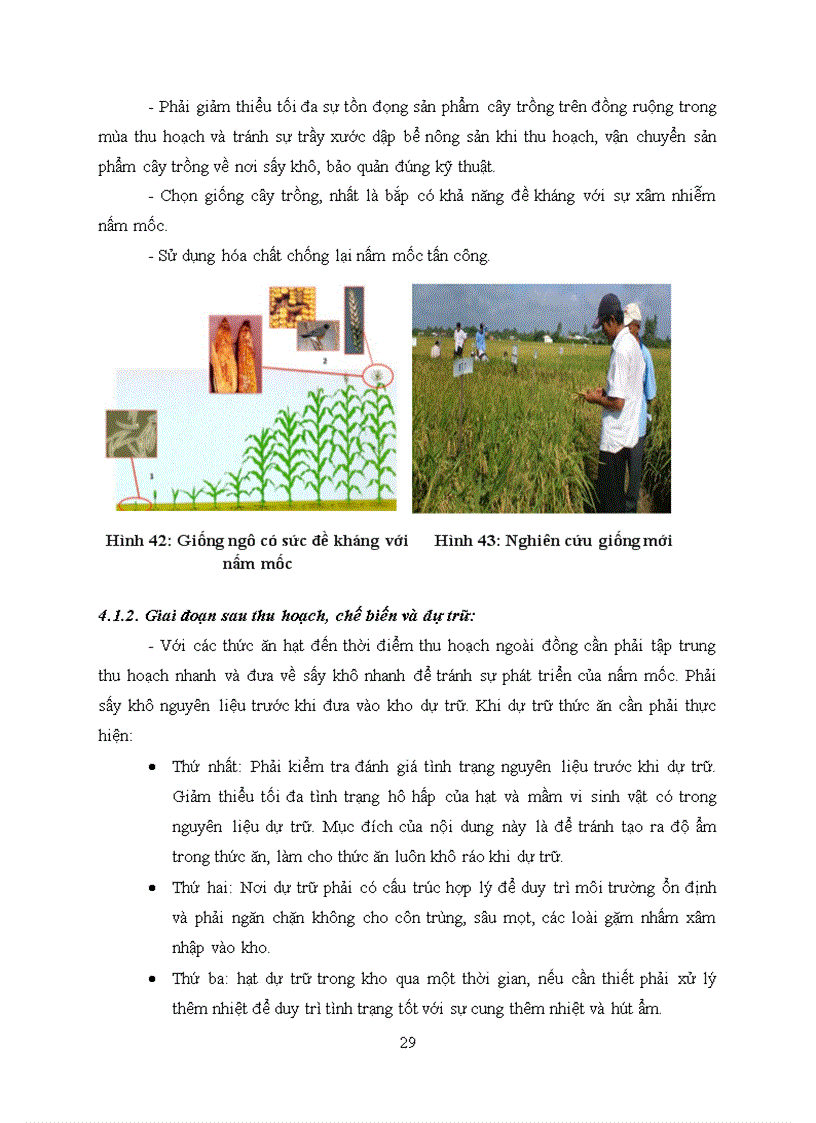 image for page Độc tố nấm mốc Mycotoxins