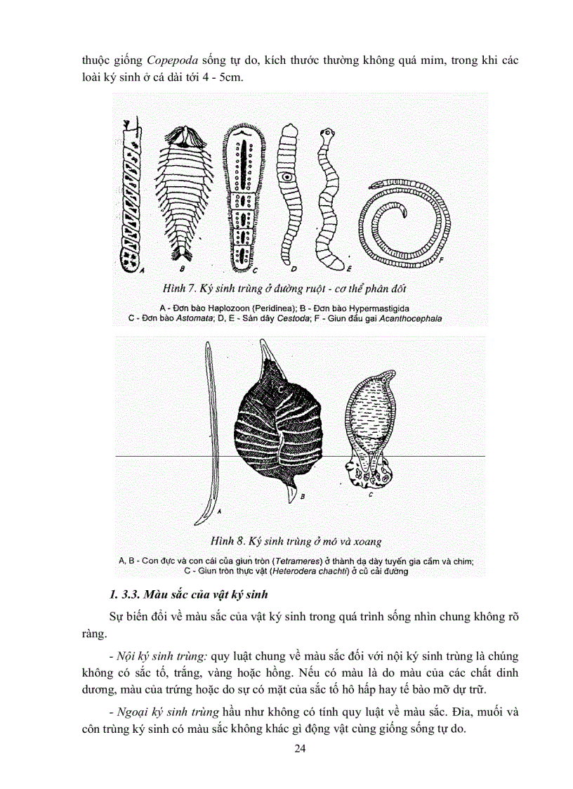 image for page GIÁO TRÌNH CAO HỌC Ký sinh trùng học thú y