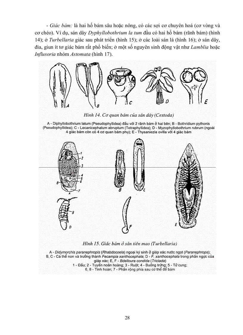 image for page GIÁO TRÌNH CAO HỌC Ký sinh trùng học thú y