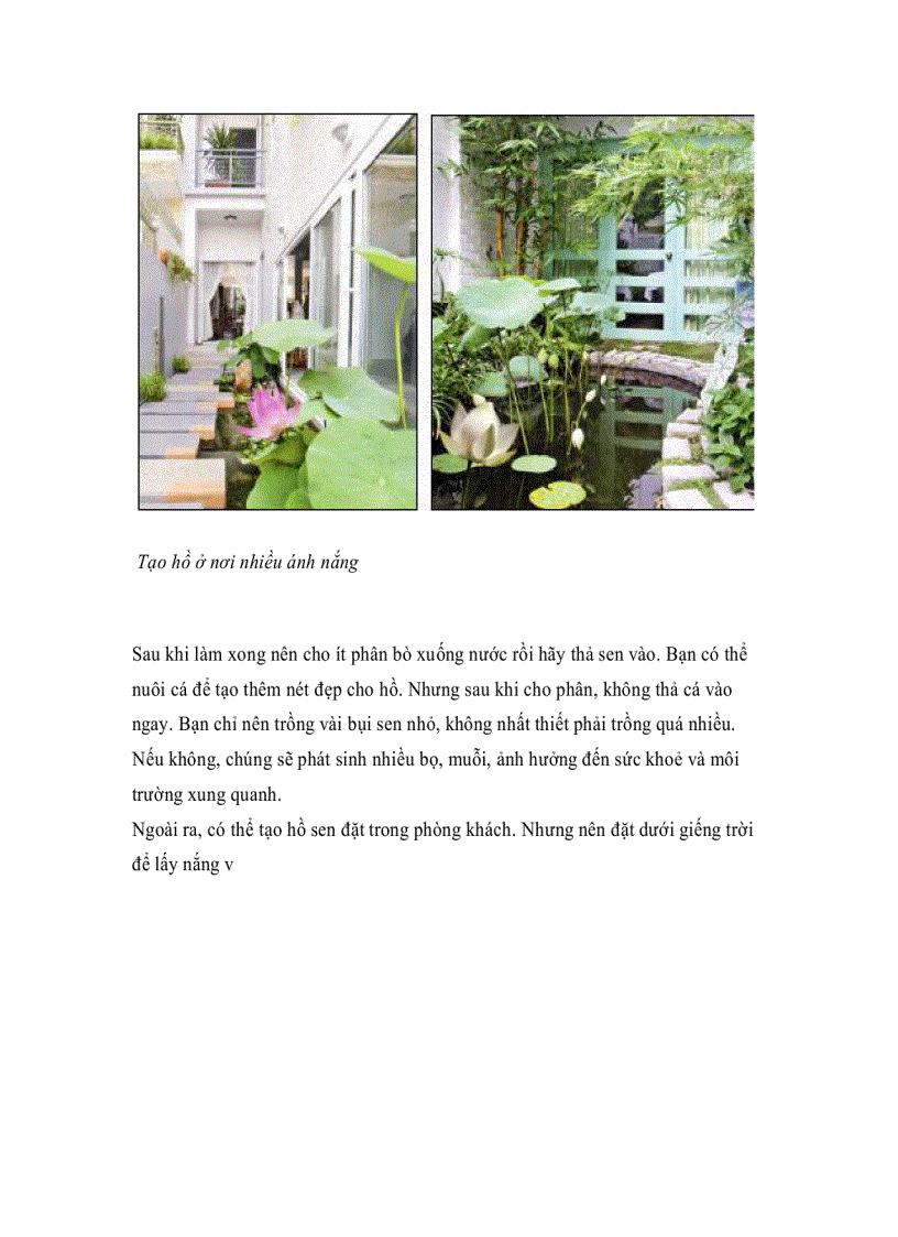 image for page Sen trong vườn nhà