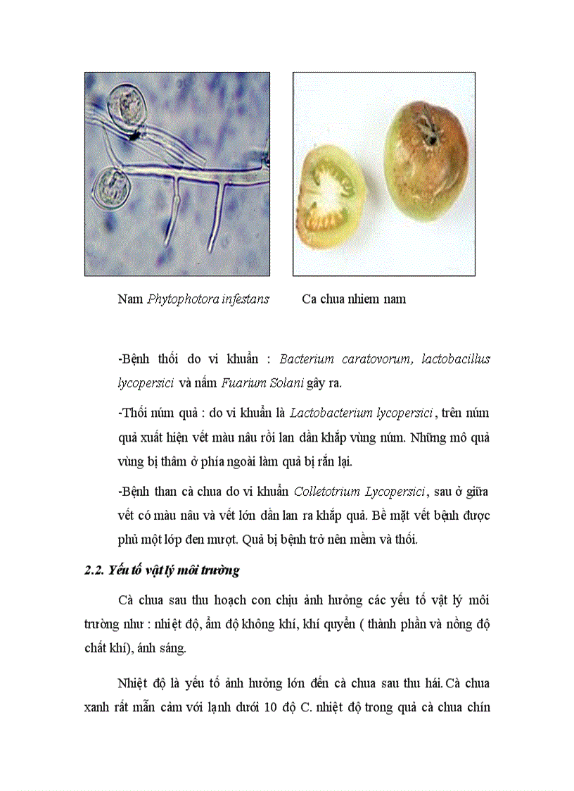 image for page Tổng quan về cà chua
