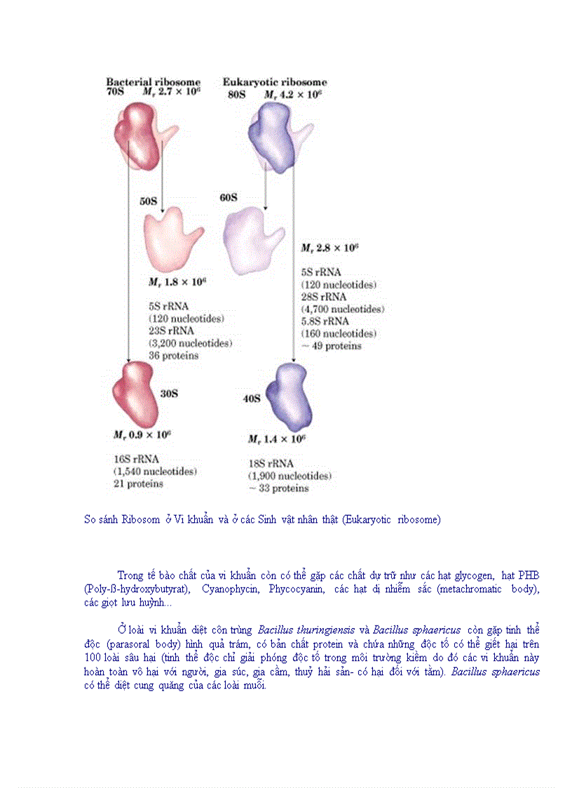 image for page Tổng quan vi sinh vật học