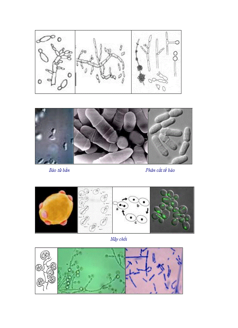 image for page Tổng quan vi sinh vật học