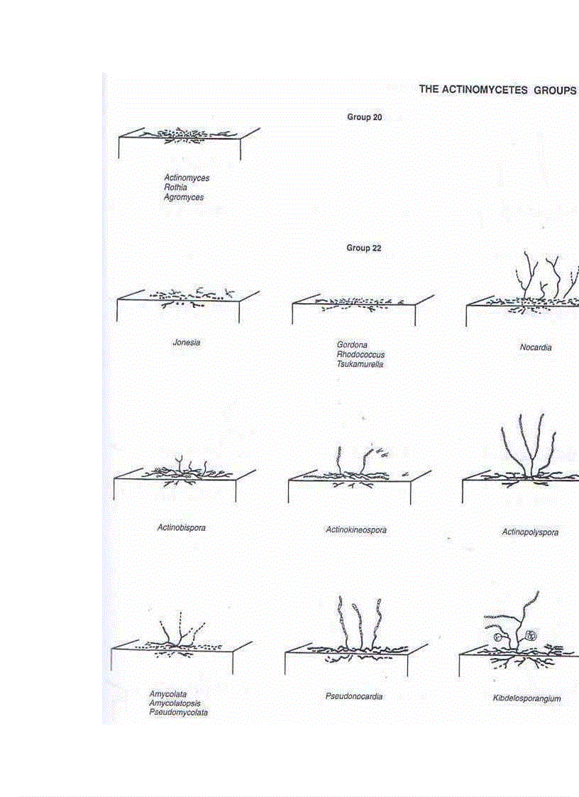 image for page Tổng quan vi sinh vật học
