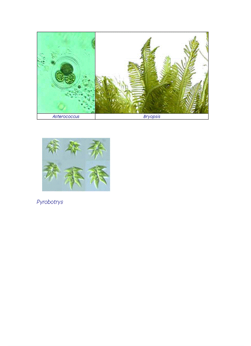 image for page Tổng quan vi sinh vật học