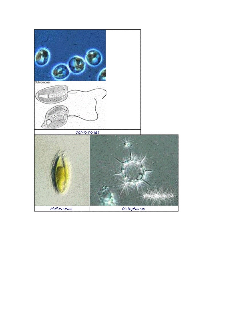image for page Tổng quan vi sinh vật học