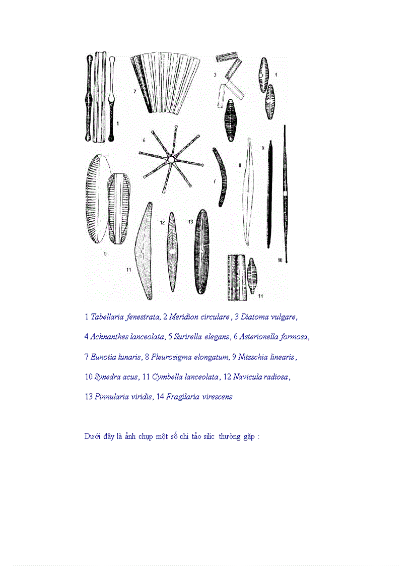 image for page Tổng quan vi sinh vật học