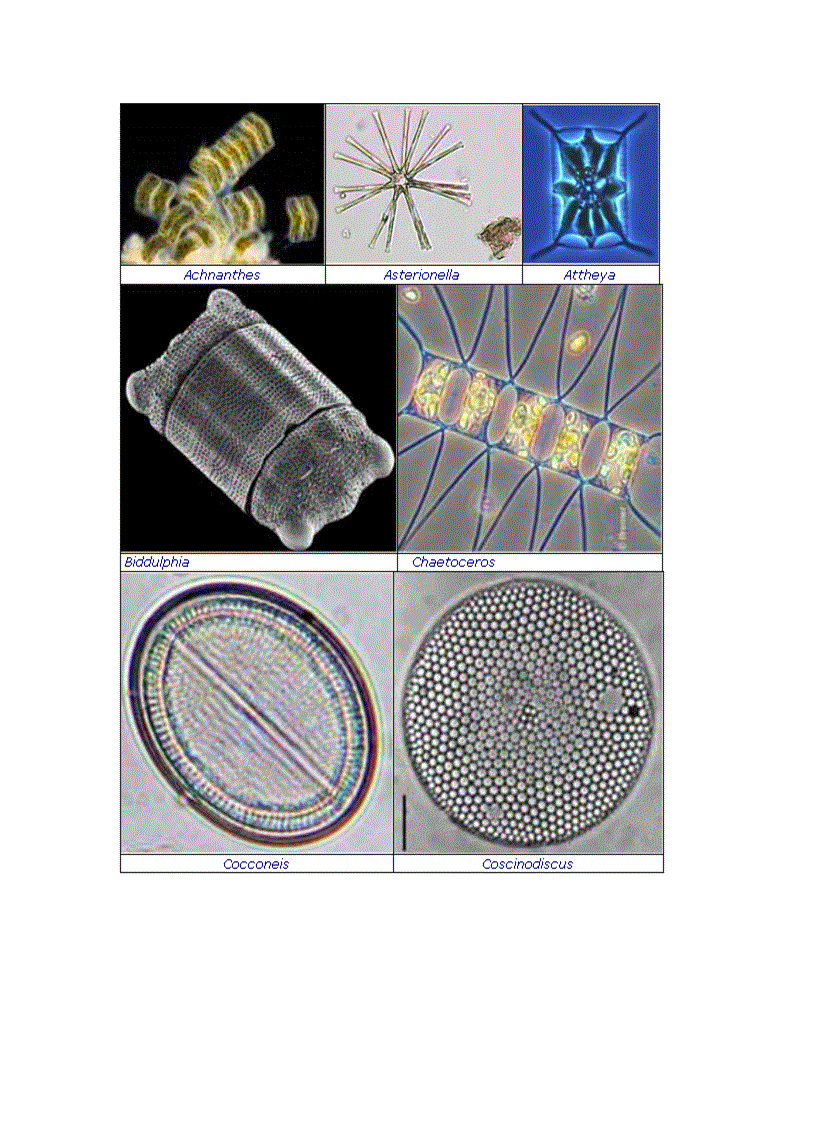 image for page Tổng quan vi sinh vật học