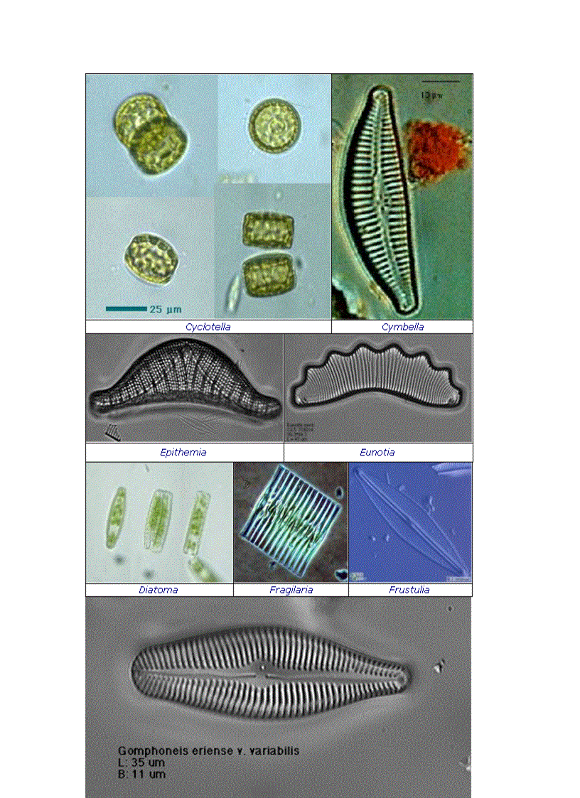 image for page Tổng quan vi sinh vật học