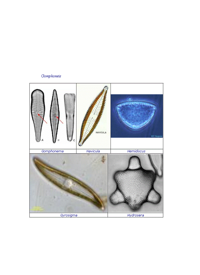 image for page Tổng quan vi sinh vật học