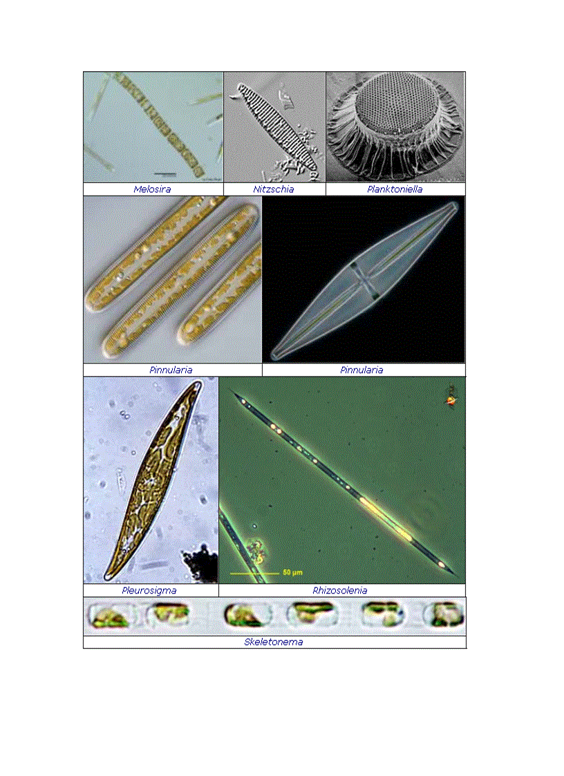 image for page Tổng quan vi sinh vật học