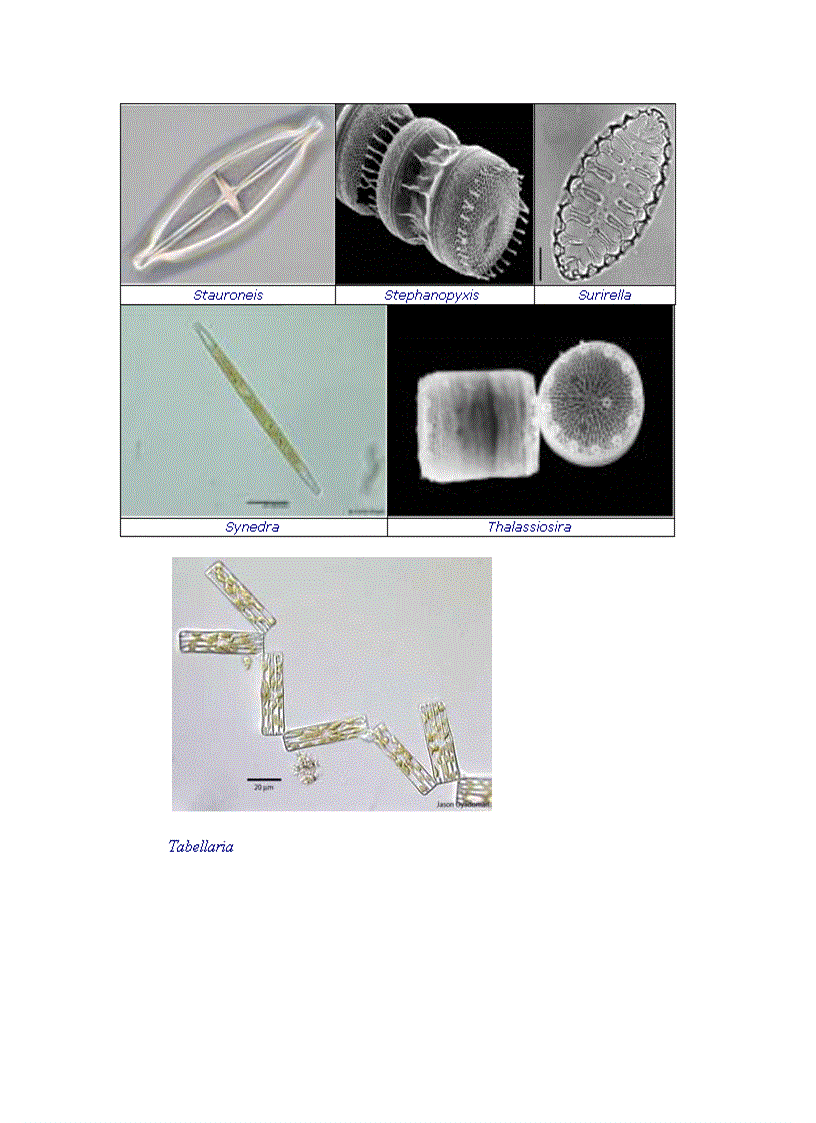 image for page Tổng quan vi sinh vật học