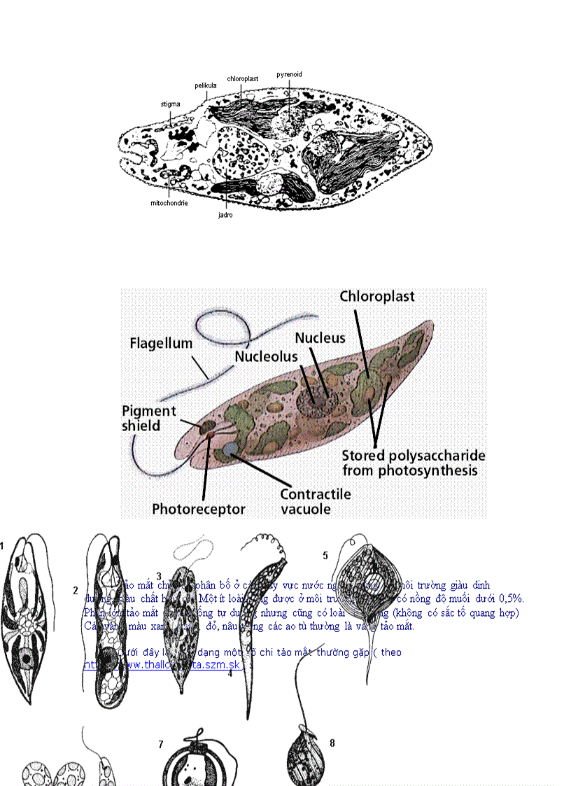 image for page Tổng quan vi sinh vật học