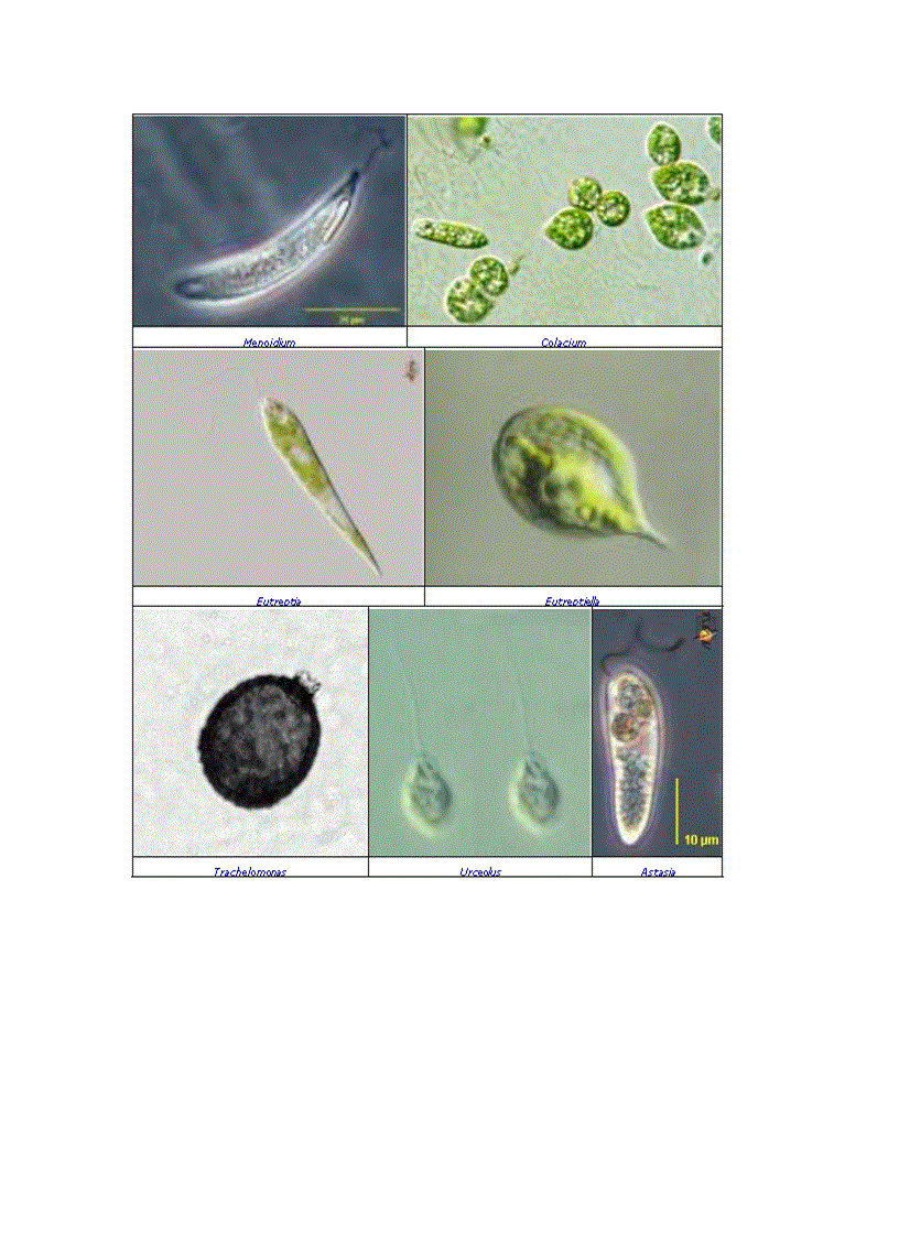 image for page Tổng quan vi sinh vật học