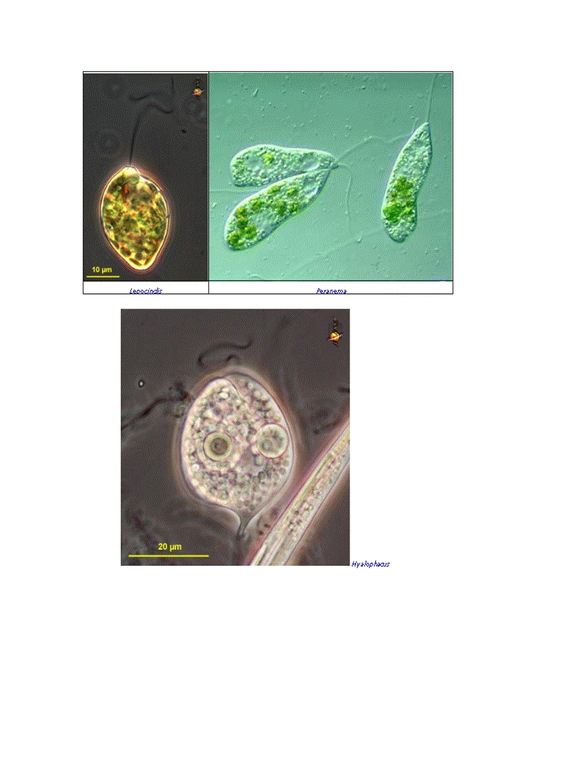 image for page Tổng quan vi sinh vật học