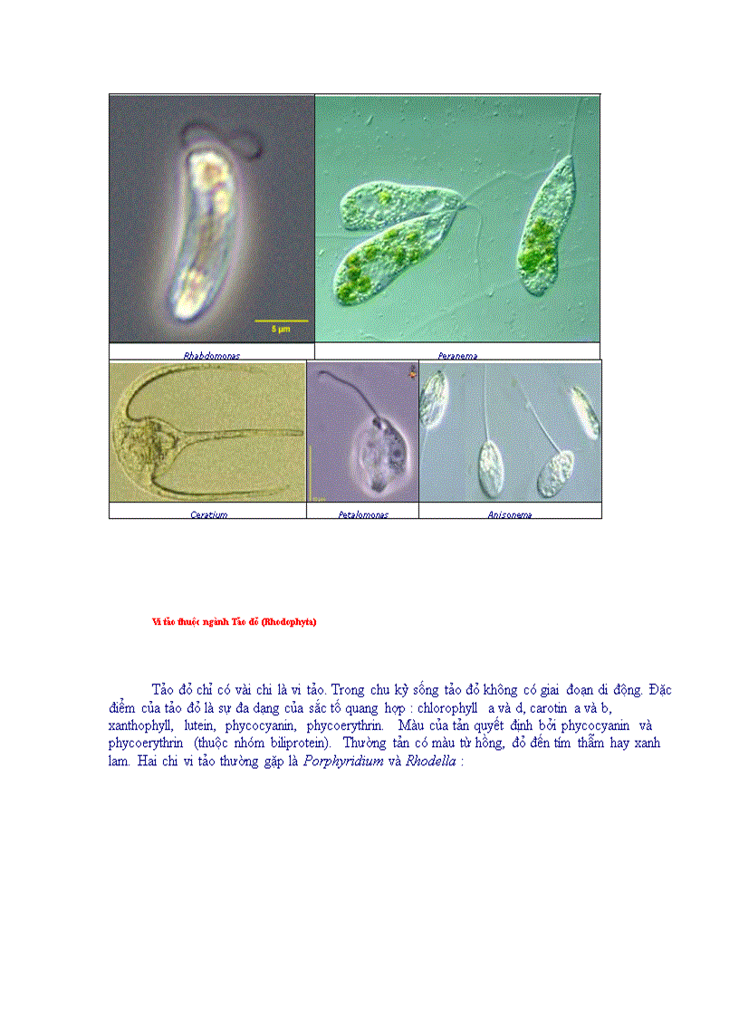 image for page Tổng quan vi sinh vật học