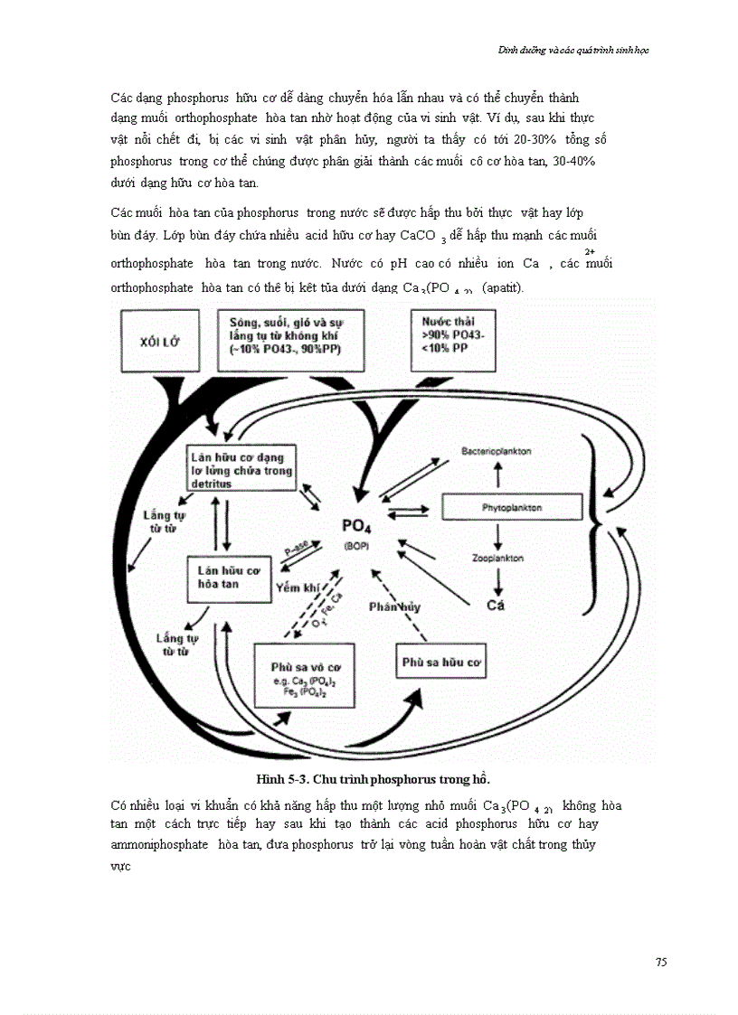 image for page Chương 5 Dinh dưỡng và các quá trình sinh học