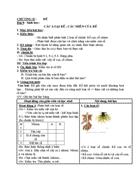 Sinh học CÁC LOẠI RỄ CÁC MIỀN CỦA RỄ