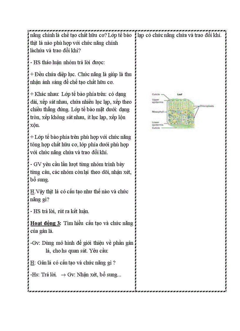 image for page Sinh học CẤU TẠO TRONG CỦA PHIẾN LÁ