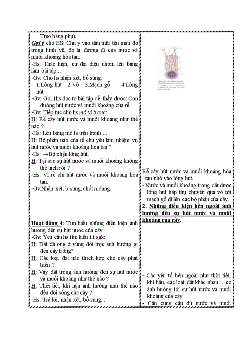 image for page Sinh học SỰ HÚT NƯỚC VÀ MUỐI KHOÁNG CỦA RỄ