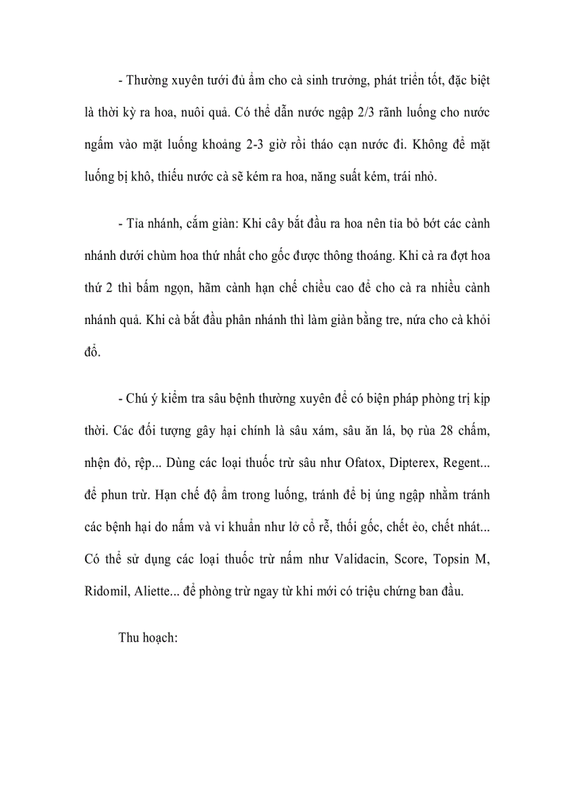 image for page Kỹ thuật gieo ươm trồng và chăm sóc cây cà tím