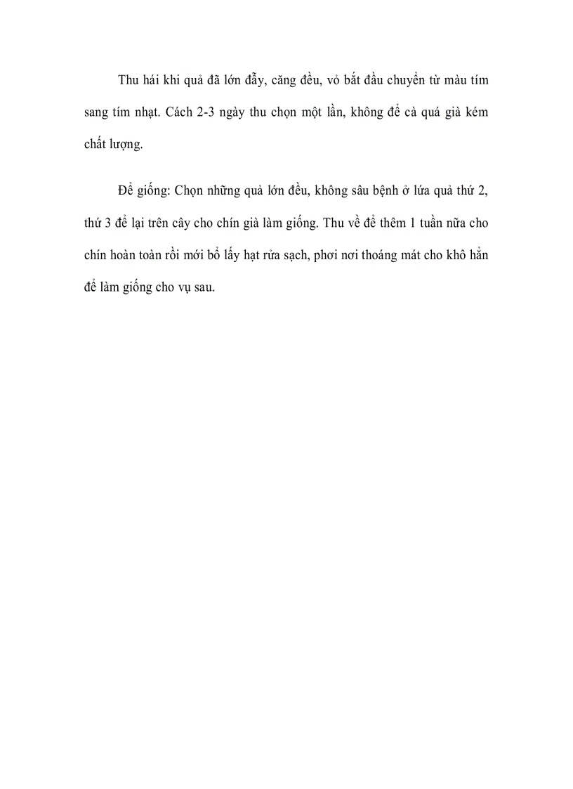 image for page Kỹ thuật gieo ươm trồng và chăm sóc cây cà tím