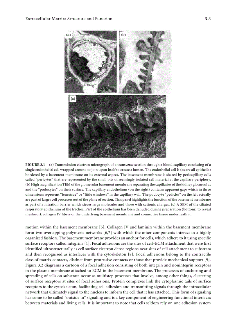 image for page Tissue Engineering