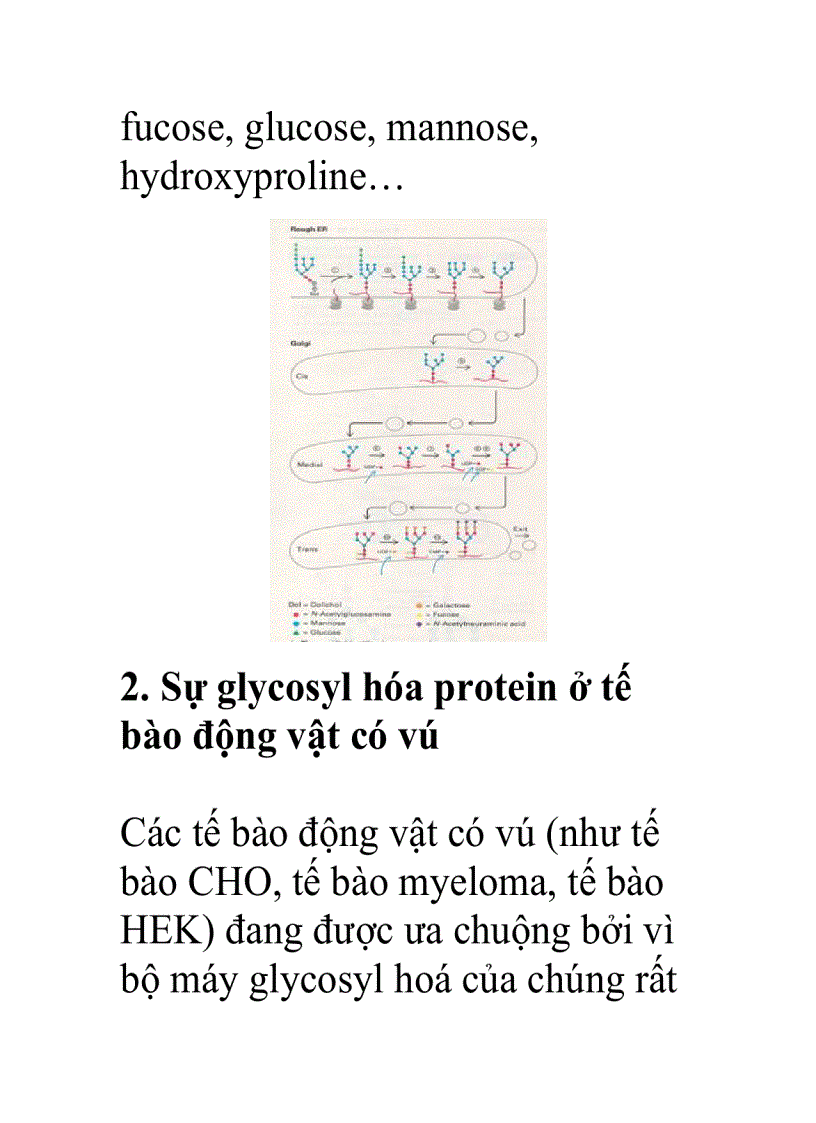 Sự glycosyl hóa protein ở Eukaryote