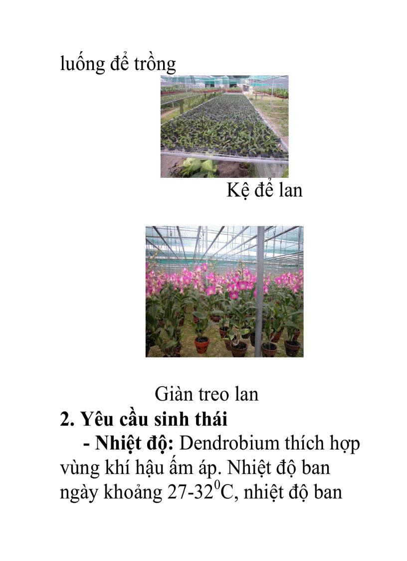 image for page Trồng và chăm sóc lan Dendrobium