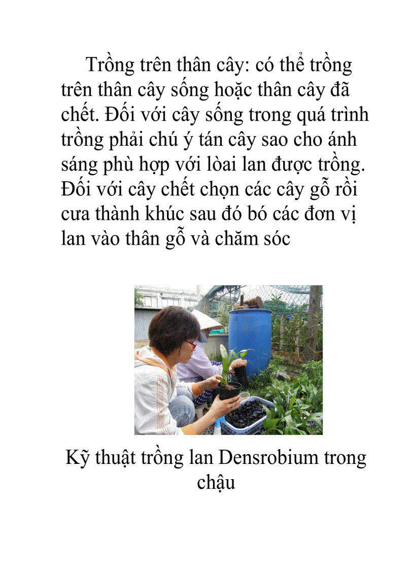 image for page Trồng và chăm sóc lan Dendrobium