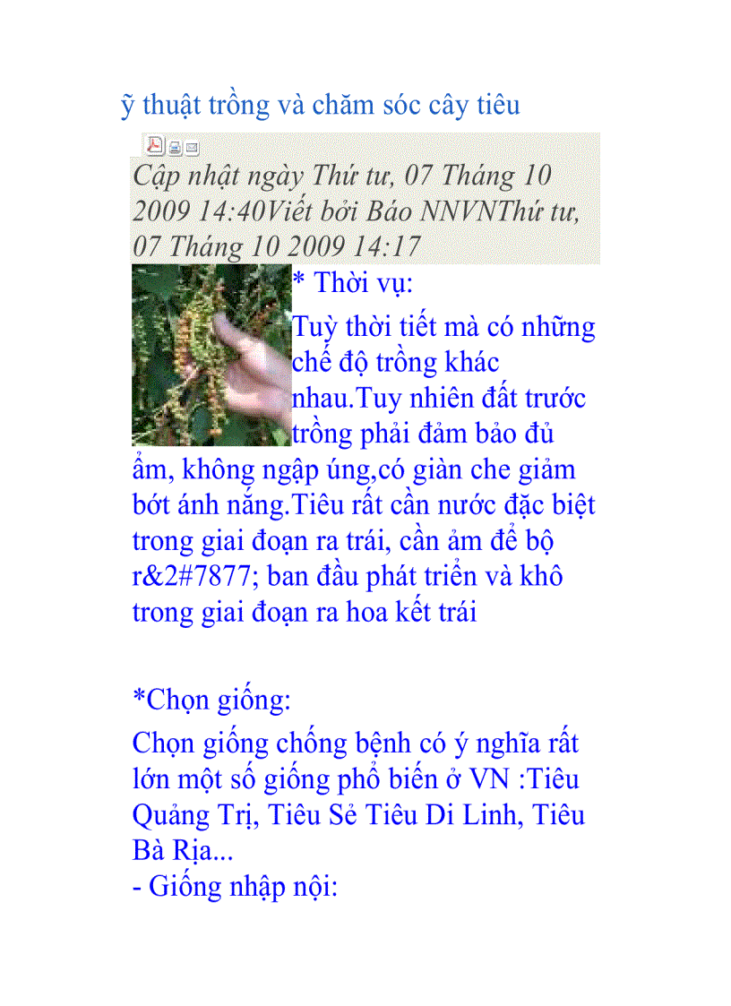 image for page Kỹ thuật trồng và chăm sóc cây tiêu