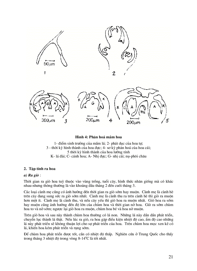 image for page Kỹ thuật trồng và chăm sóc cây nhãn