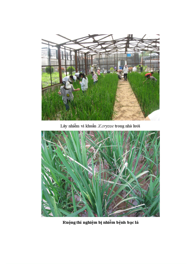 image for page Đánh giá khả năng kháng bệnh bạc lá của 13 giống lúa với vi khuẩn X oryzae thuộc nòi số 1 race 1 và nòi số 5 race 5 vụ xuân 2011 tại trường ĐHNN Hà nội