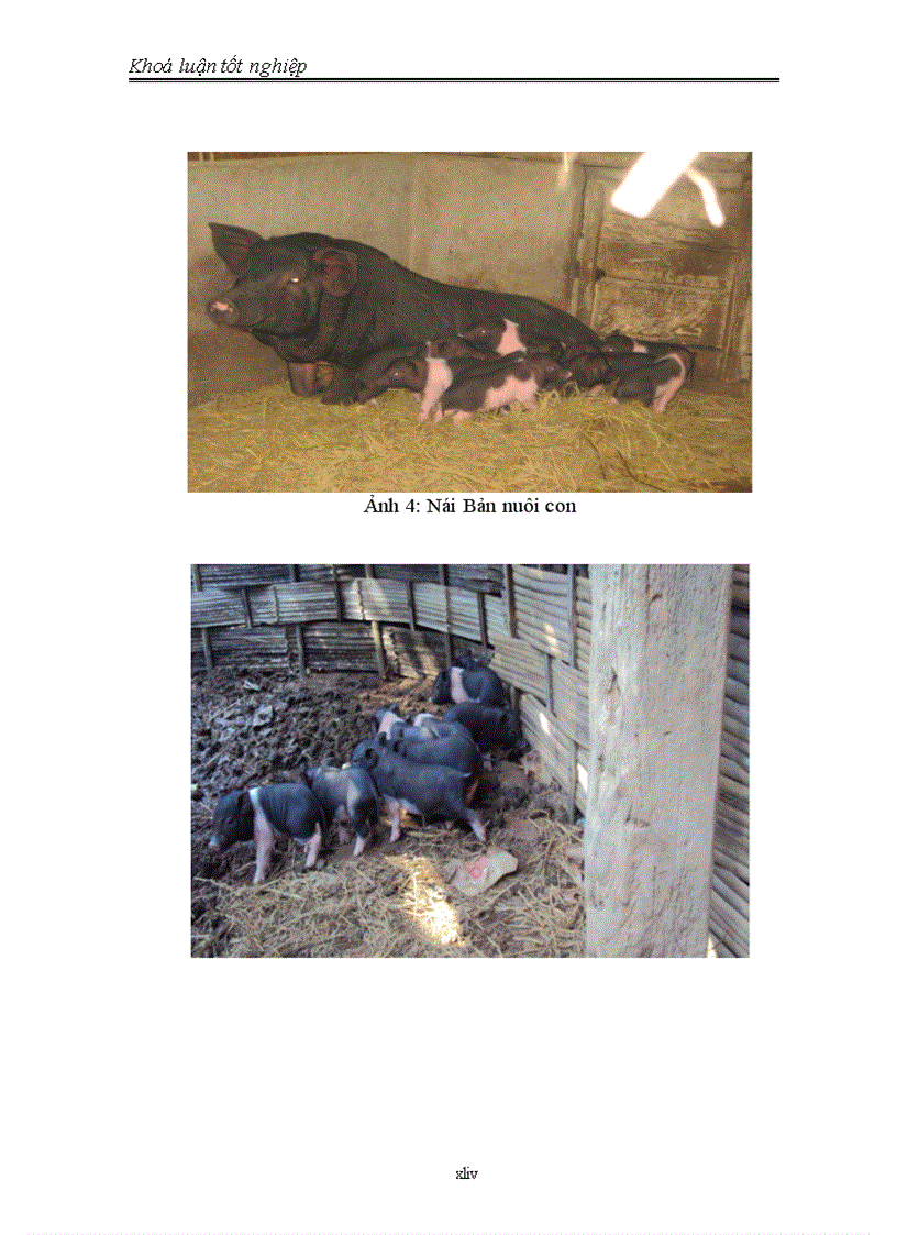 image for page Đánh giá khả năng sinh sản của lợn Bản thuần và tổ hợp lai giữa đực Móng Cái với lợn nái Bản tại xã Độc Lập huyện Kỳ Sơn tỉnh Hoà Bình