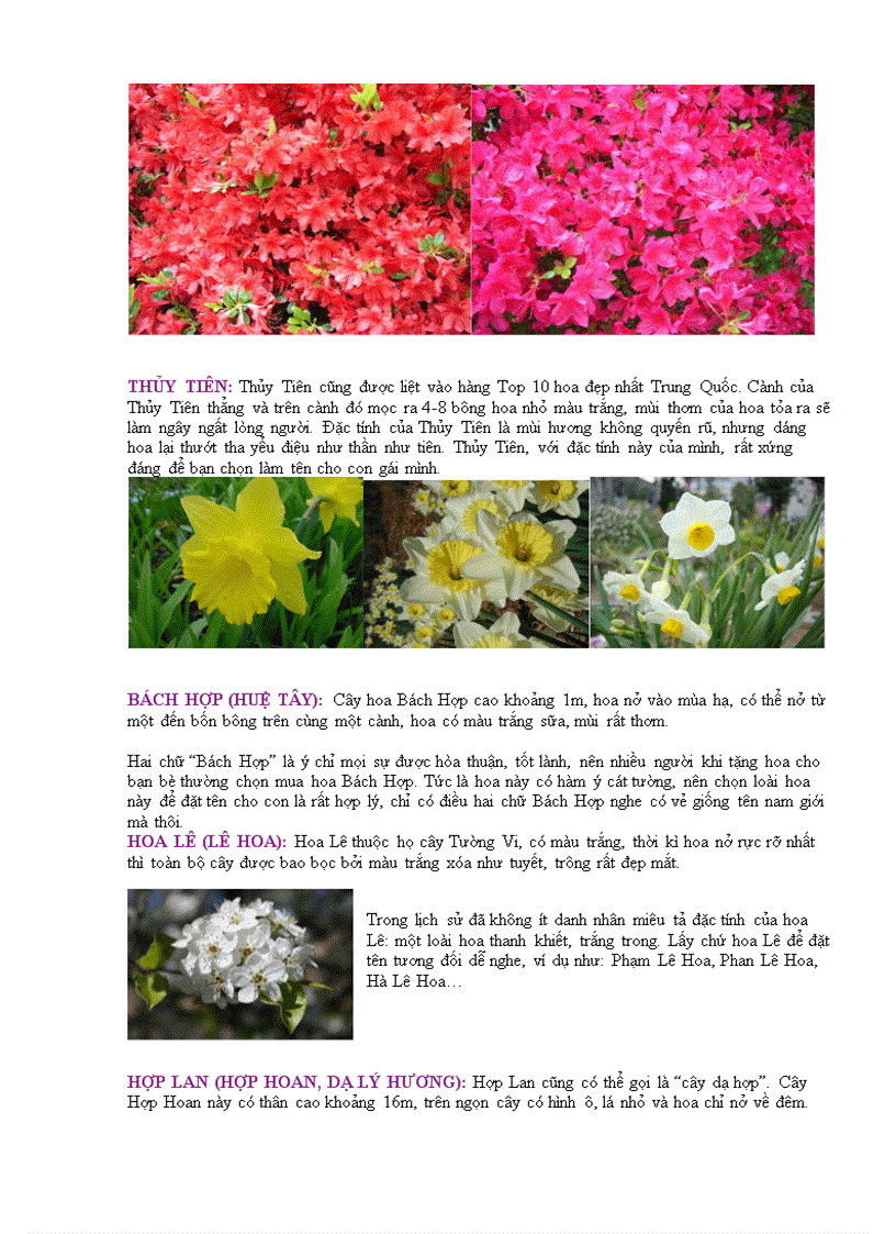 image for page Đặt tên con theo các loại hoa