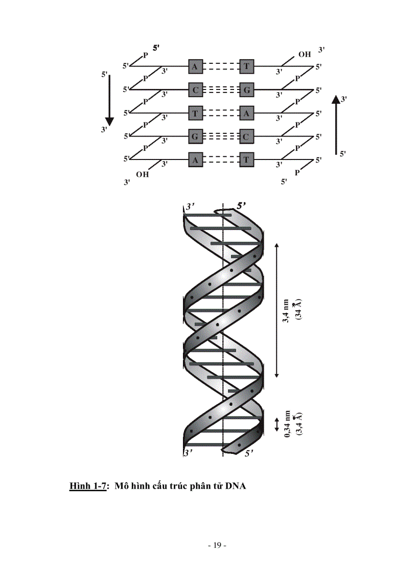 image for page Giáo trình Cơ sở di truyền