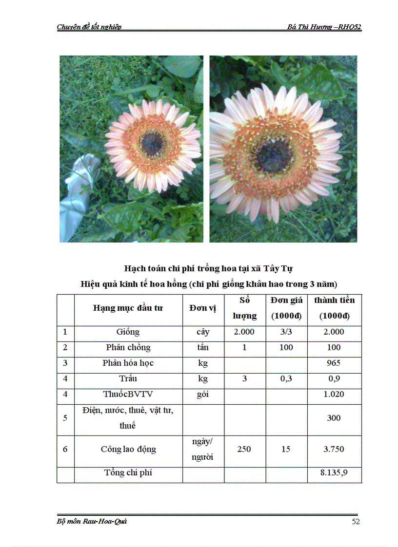 image for page Đánh giá đặc điểm sinh trưởng phát triển của hoa đồng tiền đột biến trong nhà lưới