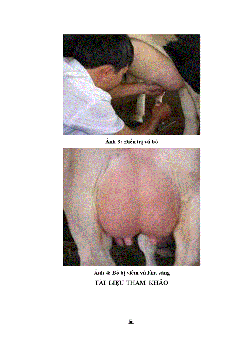 image for page Nghiên cứu thực trạng bệnh viêm vú bò sữa trên địa bàn huyện Ba Vì Thành phố Hà Nội và thử nghiệm các biện pháp phòng trị 2011