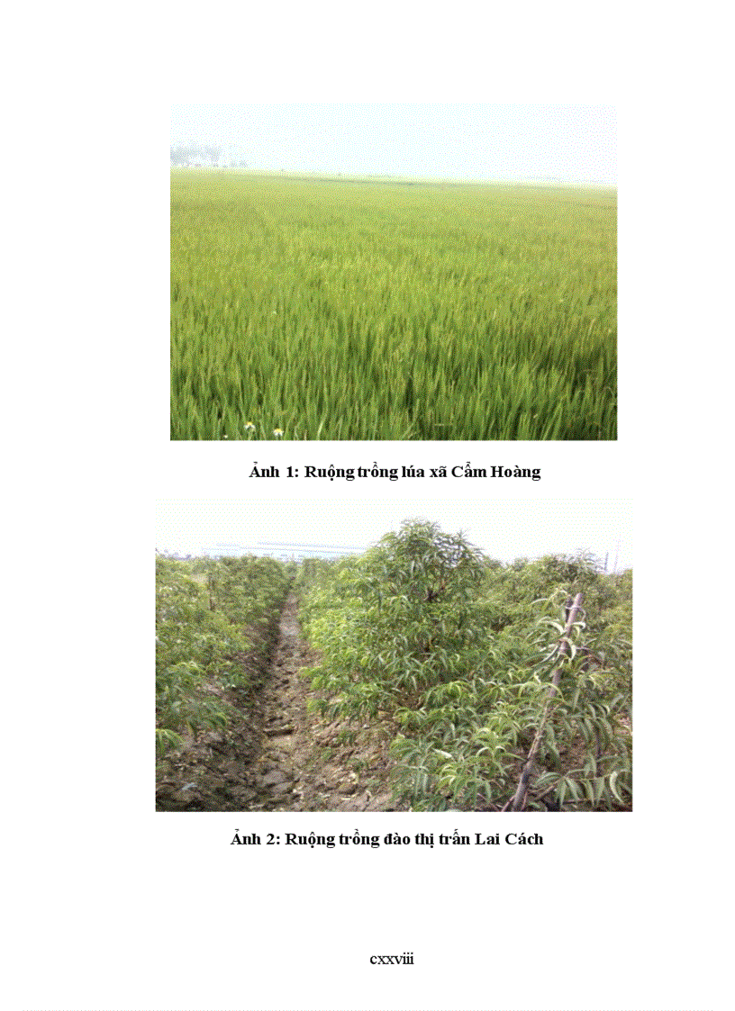 image for page Đánh giá hiện trạng và định hướng sử dụng đất nông nghiệp huyện cẩm giàng tỉnh hải dương