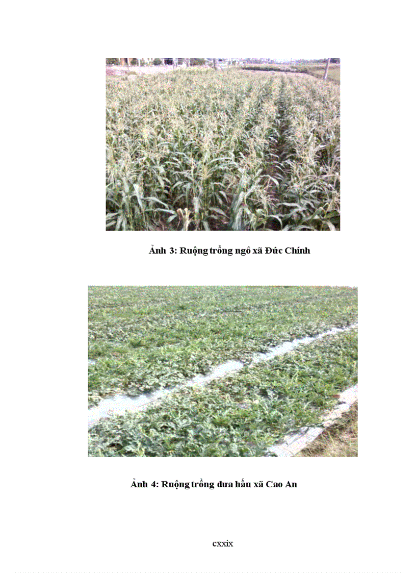 image for page Đánh giá hiện trạng và định hướng sử dụng đất nông nghiệp huyện cẩm giàng tỉnh hải dương