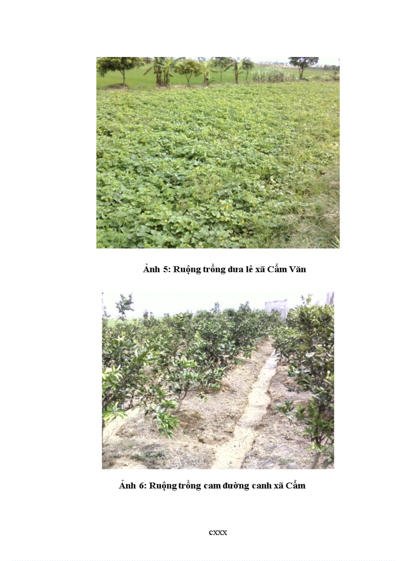 image for page Đánh giá hiện trạng và định hướng sử dụng đất nông nghiệp huyện cẩm giàng tỉnh hải dương