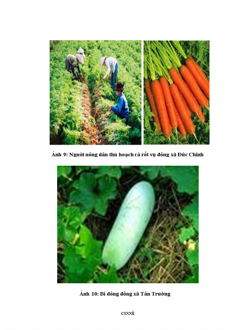 image for page Đánh giá hiện trạng và định hướng sử dụng đất nông nghiệp huyện cẩm giàng tỉnh hải dương