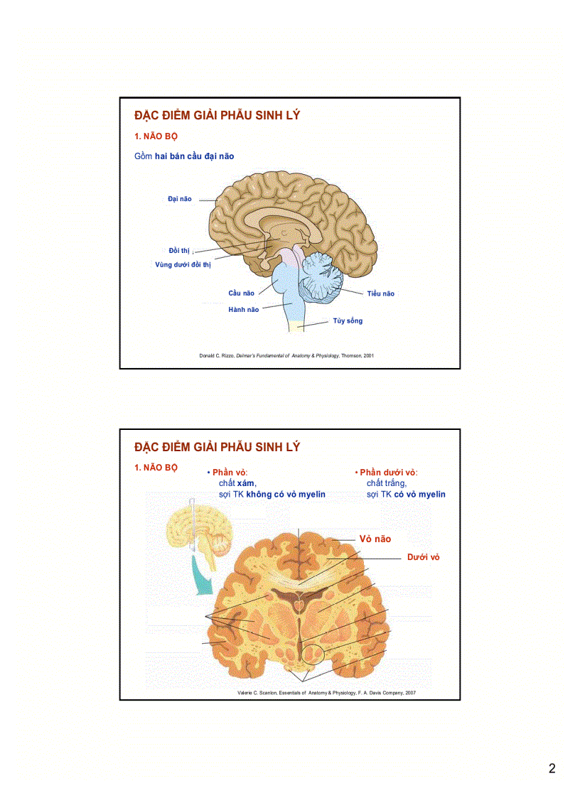 Hệ thần kinh và bệnh lý