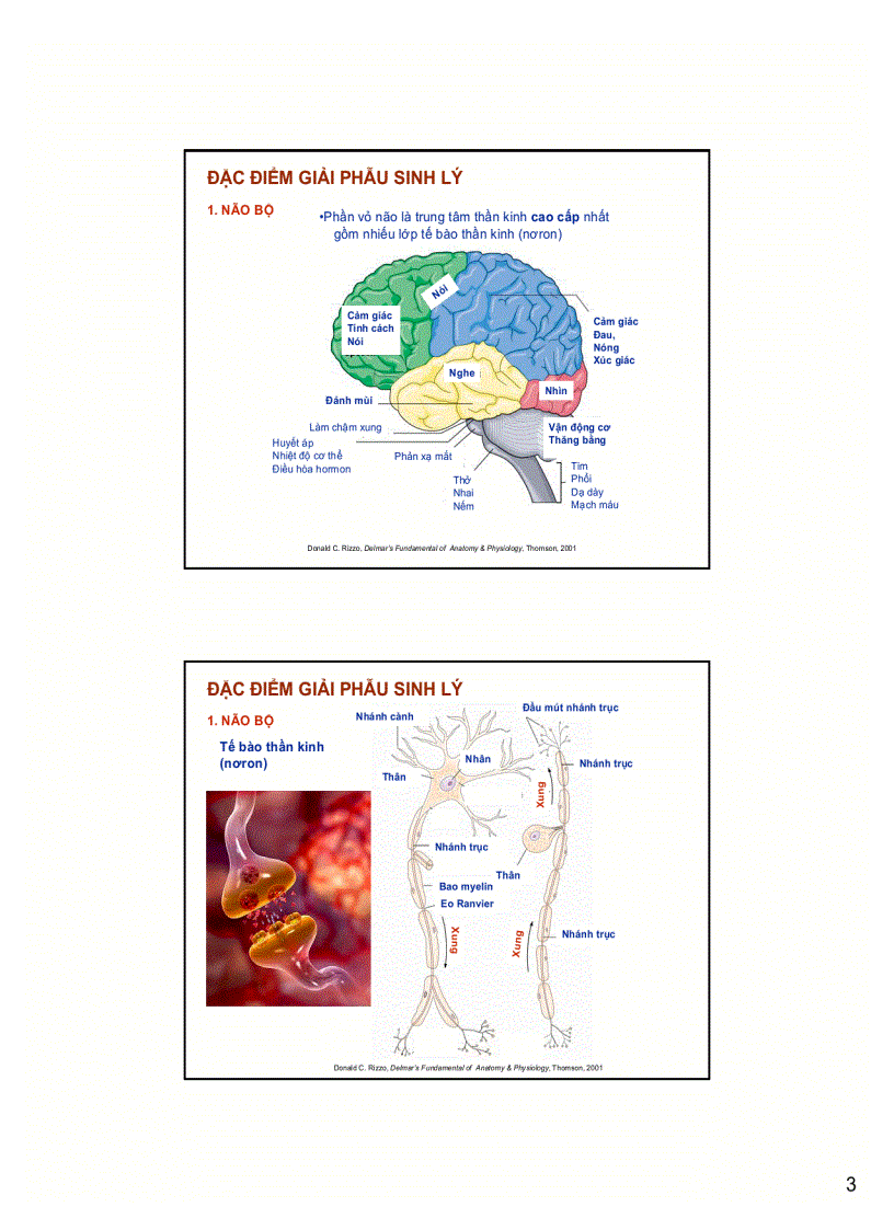 image for page Hệ thần kinh và bệnh lý