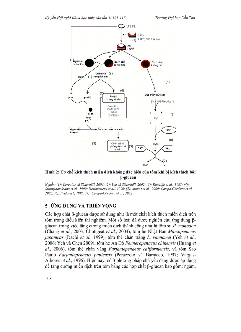 image for page Sử dụng chiết suất β glucan từ rong biển để tăng sức đề kháng của tôm biển Tổng quan